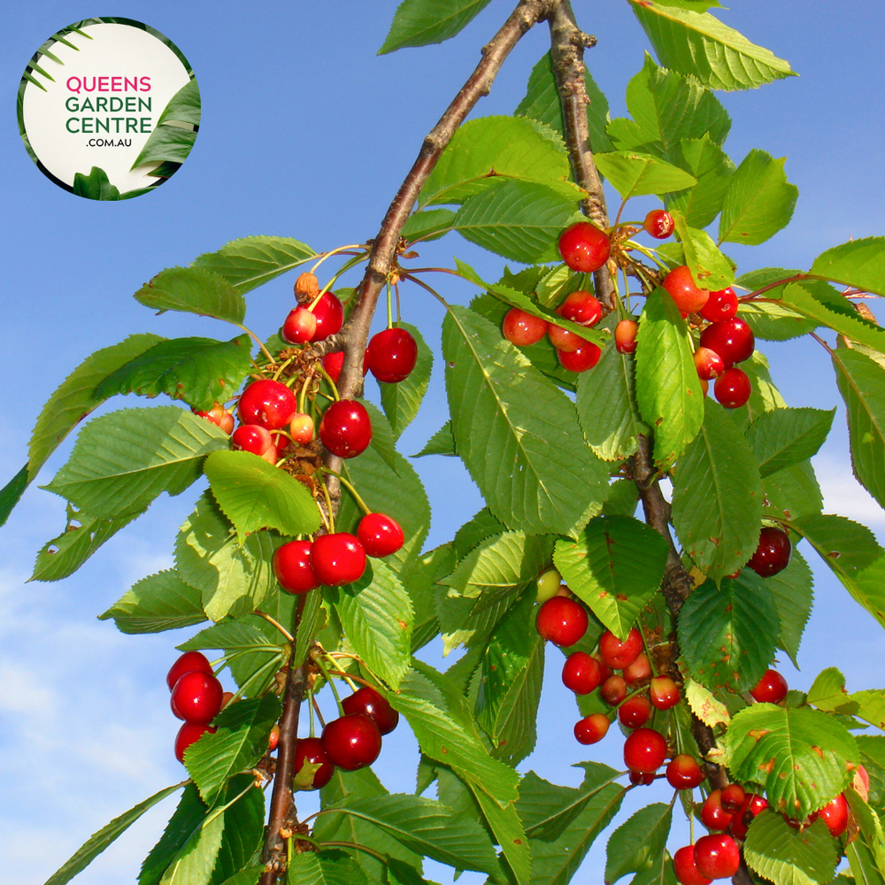 Kirsebær - Lapins Prunus Avium 