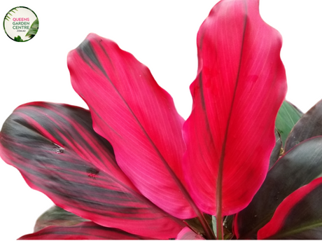  Close-up photo of a Cordyline fruticosa Fire Fountain, also known as Firestorm, showcasing its vibrant and striking foliage. The plant features long, lance-shaped leaves with a mix of colors, including shades of deep red, orange, and yellow, resembling the fiery hues of a fountain. The leaves have a smooth and slightly arching growth pattern, creating a visually captivating display. 