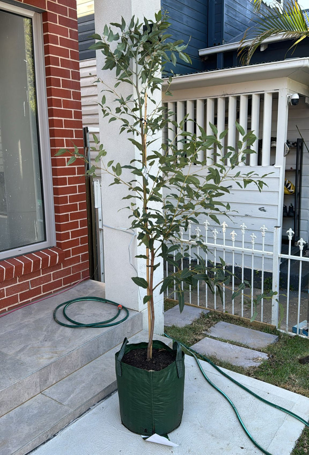 Close-up of a Corymbia ficifolia plant. The image showcases a cluster of bright, red-orange flowers with long, slender stamens radiating from the center, giving the flowers a fluffy, pom-pom appearance. Each flower is surrounded by deep green, glossy leaves with a leathery texture and prominent veins. 
