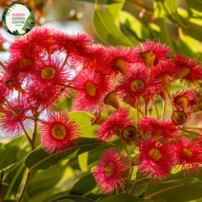 Close-up of a Corymbia ficifolia plant. The image showcases a cluster of bright, red-orange flowers with long, slender stamens radiating from the center, giving the flowers a fluffy, pom-pom appearance. Each flower is surrounded by deep green, glossy leaves with a leathery texture and prominent veins. 