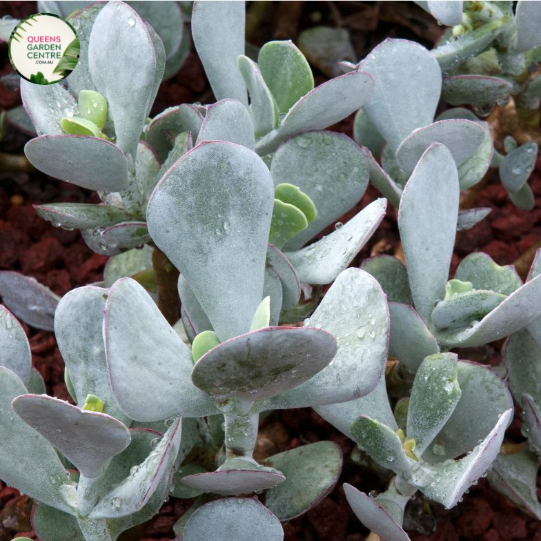Cotyledon Orbiculata Dans Delight