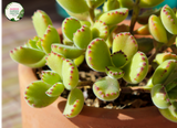 Cotyledon tomentosa subsp. ladismithiensis {Bears Paw}