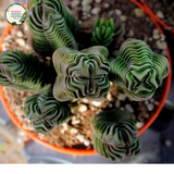 Crassula Buddhas Temple