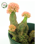 Crassula Buddhas Temple