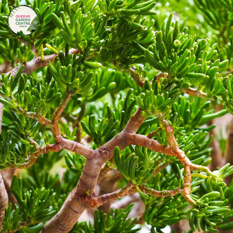 Crassula Gollum