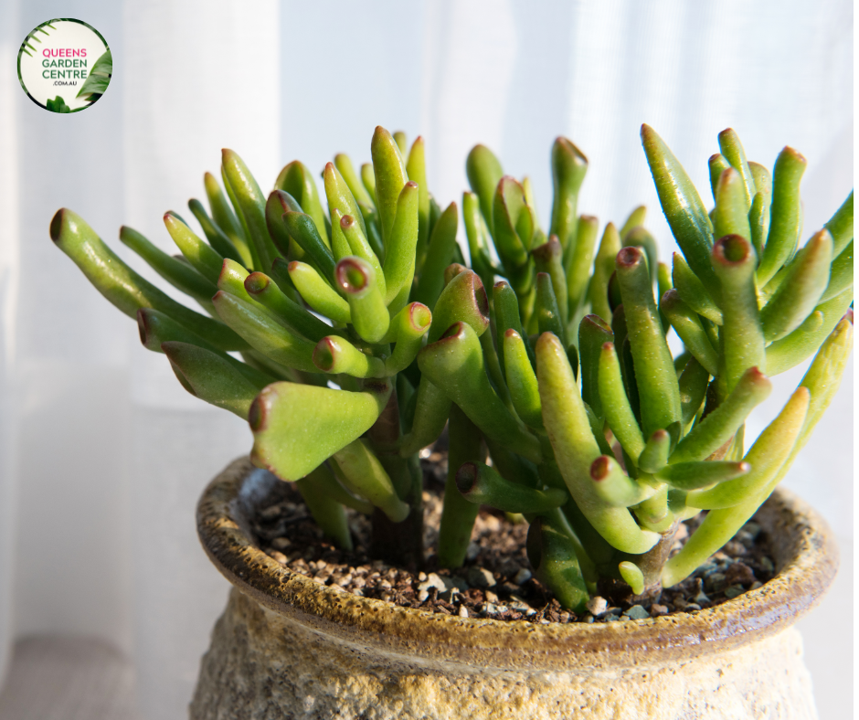 Crassula Gollum