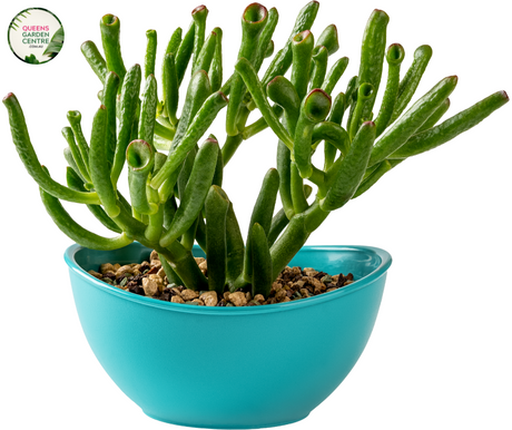 Crassula Hobbit