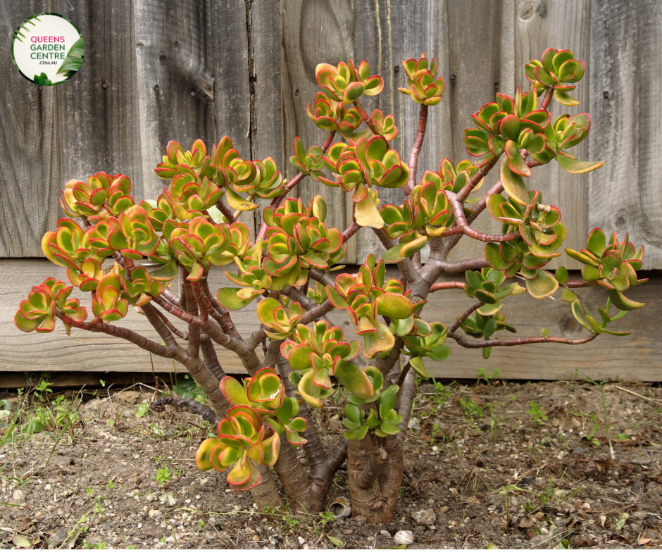 Crassula Ovata Hummels Sunset