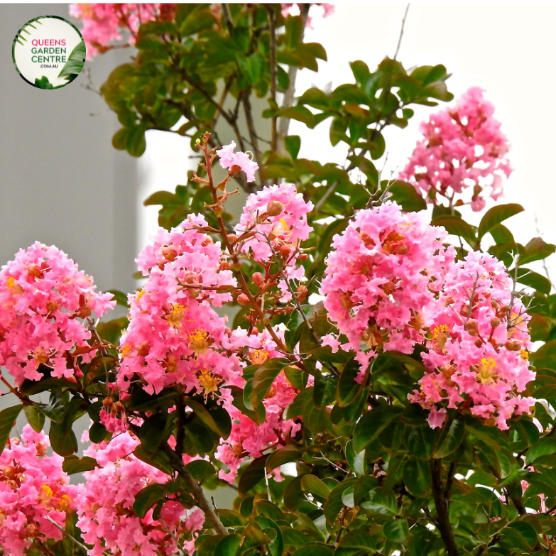 Alt text: Lagerstroemia indica x L. fauriei 'Biloxi,' commonly known as Crepe Myrtle Biloxi, a deciduous shrub or small tree with vibrant, crinkled flowers. This cultivar is recognized for its showy panicles of pink to lavender blooms, providing a burst of color in summer. Ideal for gardens and landscapes, it adds both ornamental beauty and seasonal interest.