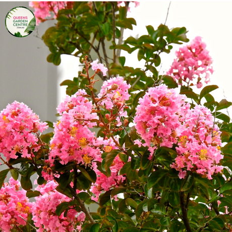 Alt text: Lagerstroemia indica x L. fauriei 'Biloxi,' commonly known as Crepe Myrtle Biloxi, a deciduous shrub or small tree with vibrant, crinkled flowers. This cultivar is recognized for its showy panicles of pink to lavender blooms, providing a burst of color in summer. Ideal for gardens and landscapes, it adds both ornamental beauty and seasonal interest.