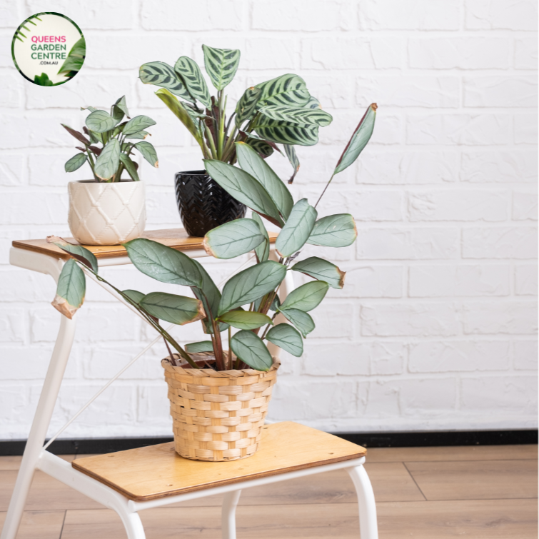 "Close-up view of Ctenanthe burle marxii plant, showcasing its striking patterned leaves with contrasting shades of green and silver. This indoor plant, also known as the Fishbone Prayer Plant, adds a touch of tropical elegance to home decor."