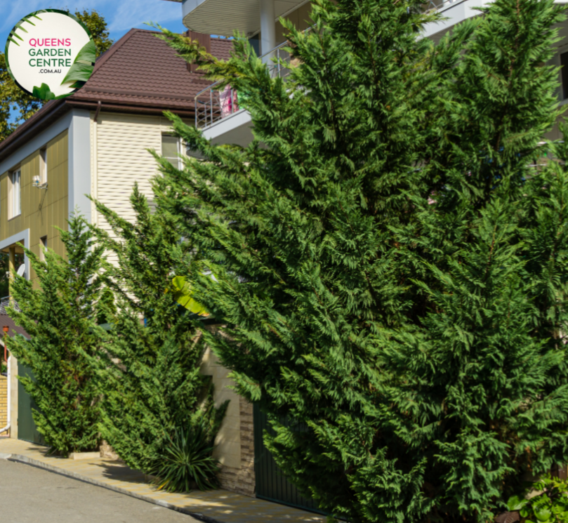 Alt text: Cupressocyparis leylandii 'Leighton Green,' a fast-growing evergreen conifer with a dense, columnar shape. This popular Leyland Cypress cultivar is characterized by vibrant green foliage and is commonly used as a privacy screen, windbreak, or ornamental tree in landscaping. Its rapid growth and dense branching make it an excellent choice for creating a green barrier in outdoor spaces.