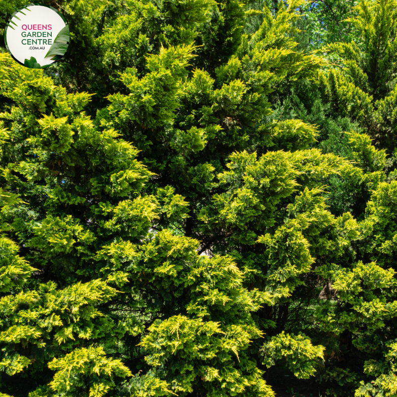 Alt text: Cupressocyparis leylandii 'Leighton Green,' a fast-growing evergreen conifer with a dense, columnar shape. This popular Leyland Cypress cultivar is characterized by vibrant green foliage and is commonly used as a privacy screen, windbreak, or ornamental tree in landscaping. Its rapid growth and dense branching make it an excellent choice for creating a green barrier in outdoor spaces.