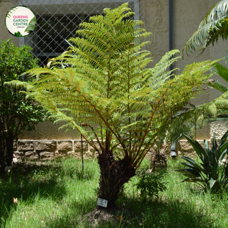 Cyathea australis