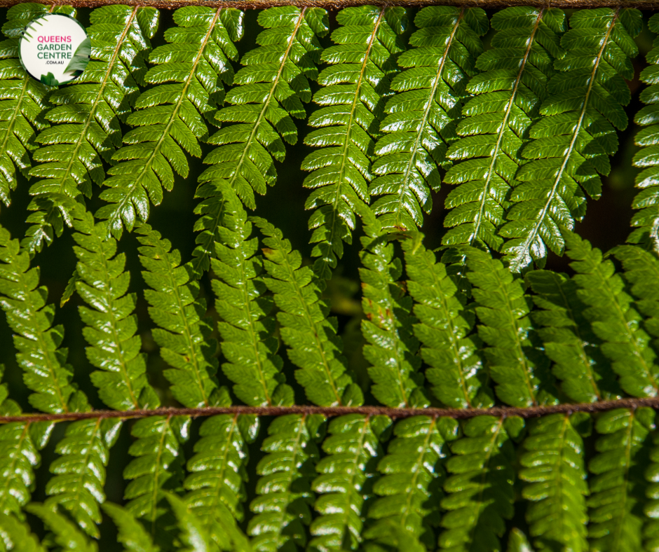 Cyathea australis