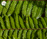 Cyathea australis