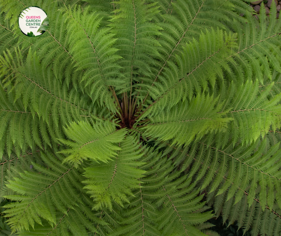 Cyathea australis