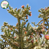 Alt text: Cylindropuntia imbricata, commonly known as the Tree Cholla, is a species of cactus native to the southwestern United States and northern Mexico. It features cylindrical stems covered in densely packed, overlapping spines, giving it a textured appearance. The plant produces vibrant yellow-green flowers in spring and summer, followed by red fruits. This drought-tolerant plant is well-suited to desert landscapes and xeriscaping projects.