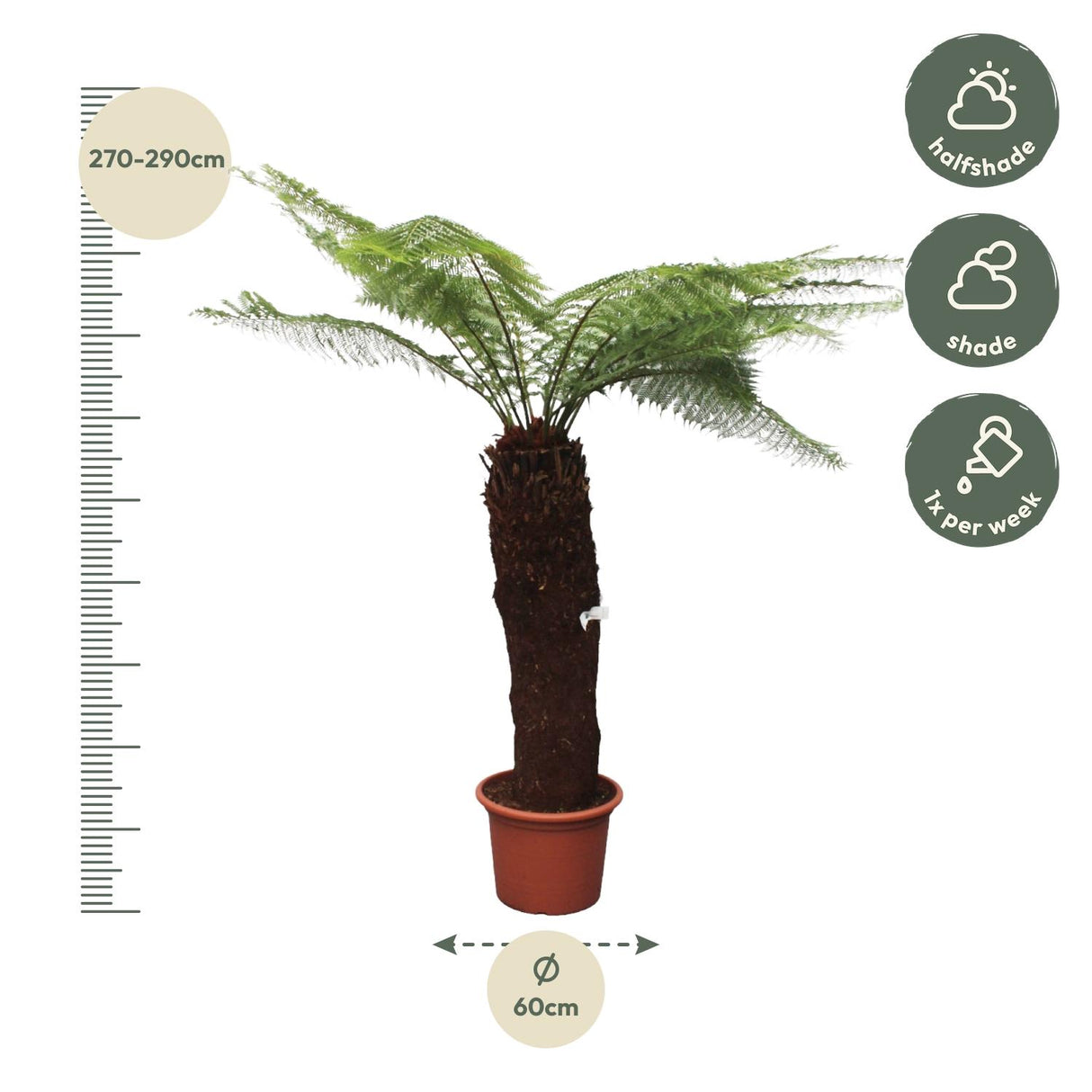 Dicksonia Antarctica