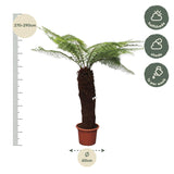 Dicksonia Antarctica