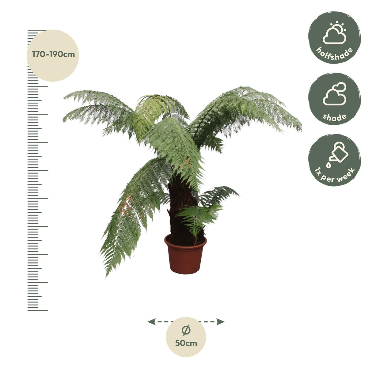 Dicksonia Antarctica