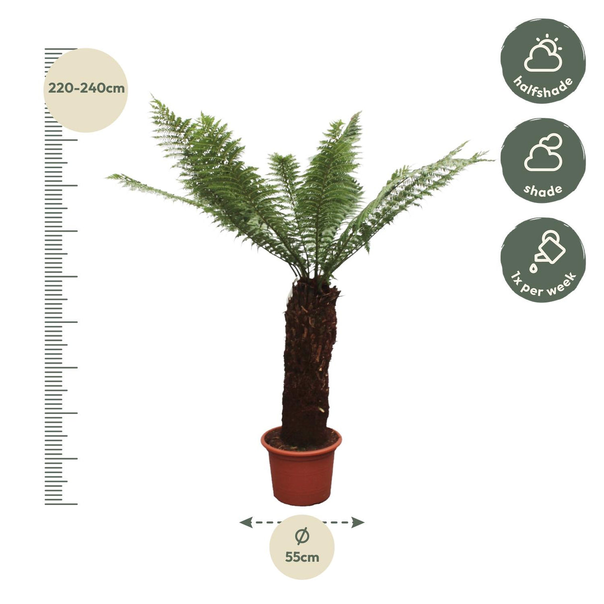 Dicksonia Antarctica