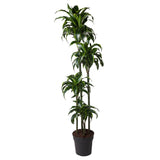 Dracaena Dorado plant, available for delivery across Europe. Striking yellow and green foliage, ideal for any interior. Purchase this air-purifying Dracaena online. Low-light tolerant, easy care houseplant. Dracaena Dorado for sale, European plant shops.