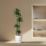 Dracaena Dorado, stunning golden-leaved indoor plant. Brighten your European home with this low-maintenance beauty. Buy online, enjoy its air-purifying qualities. Dracaena Dorado for sale, easy houseplant, yellow striped foliage.