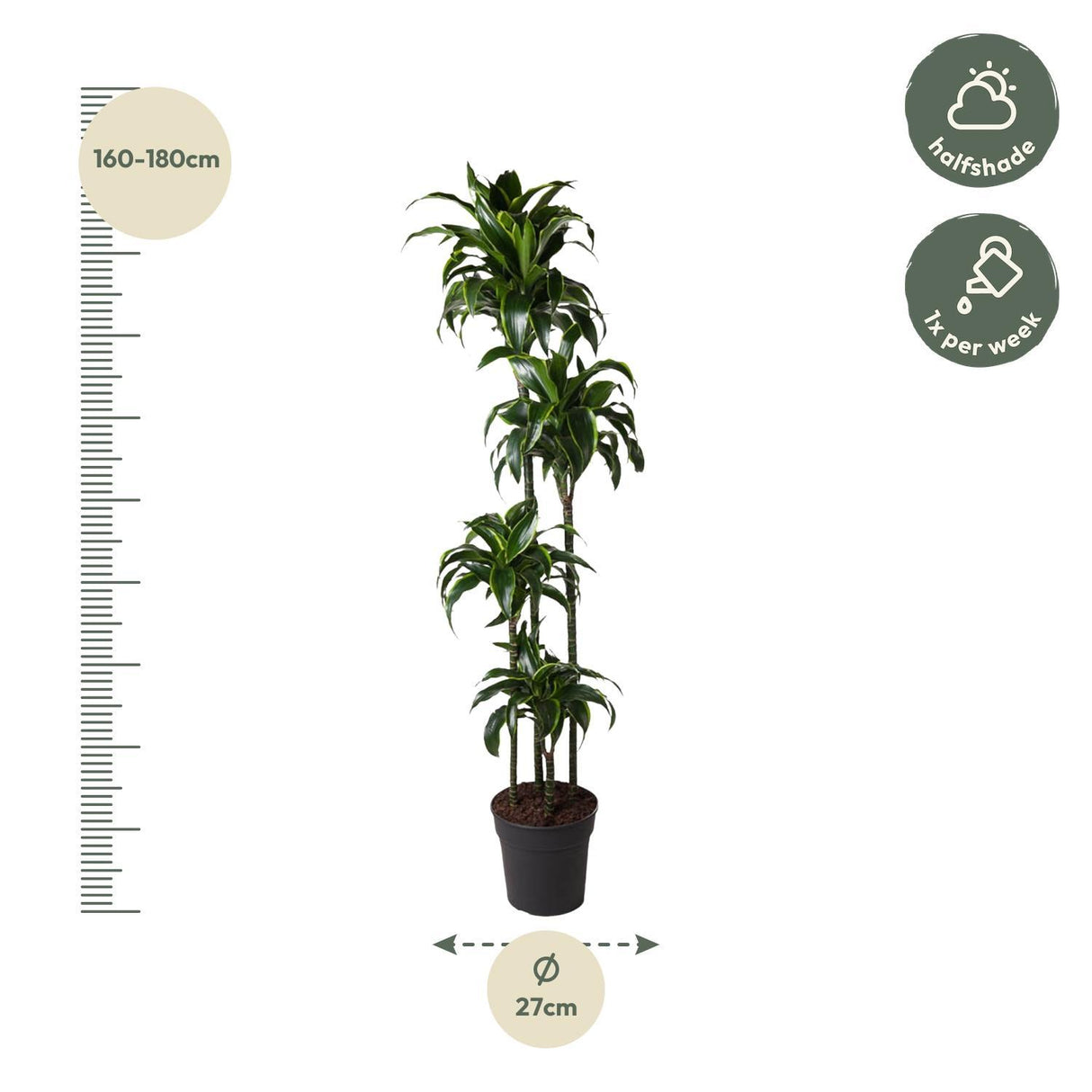 Vibrant Dracaena Dorado houseplant, for sale in Europe. Golden-yellow striped leaves bring tropical flair. Easy-care indoor plant, perfect for home or office.
Buy Dracaena Dorado online, add air-purifying beauty to your space.