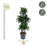 Dracaena Dorado Carrousel