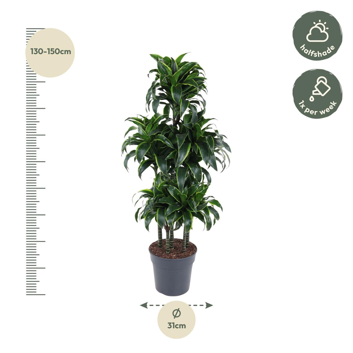 Dracaena Draco
