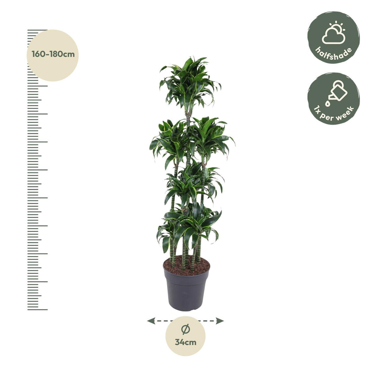 Dracaena Dorado Carrousel
