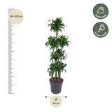 Dracaena Dorado Carrousel