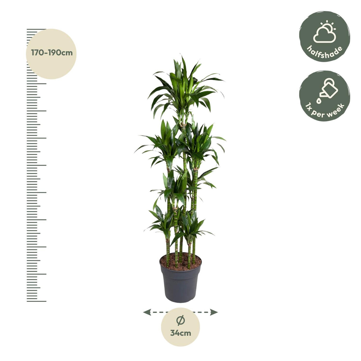 Dracaena Janet Craig