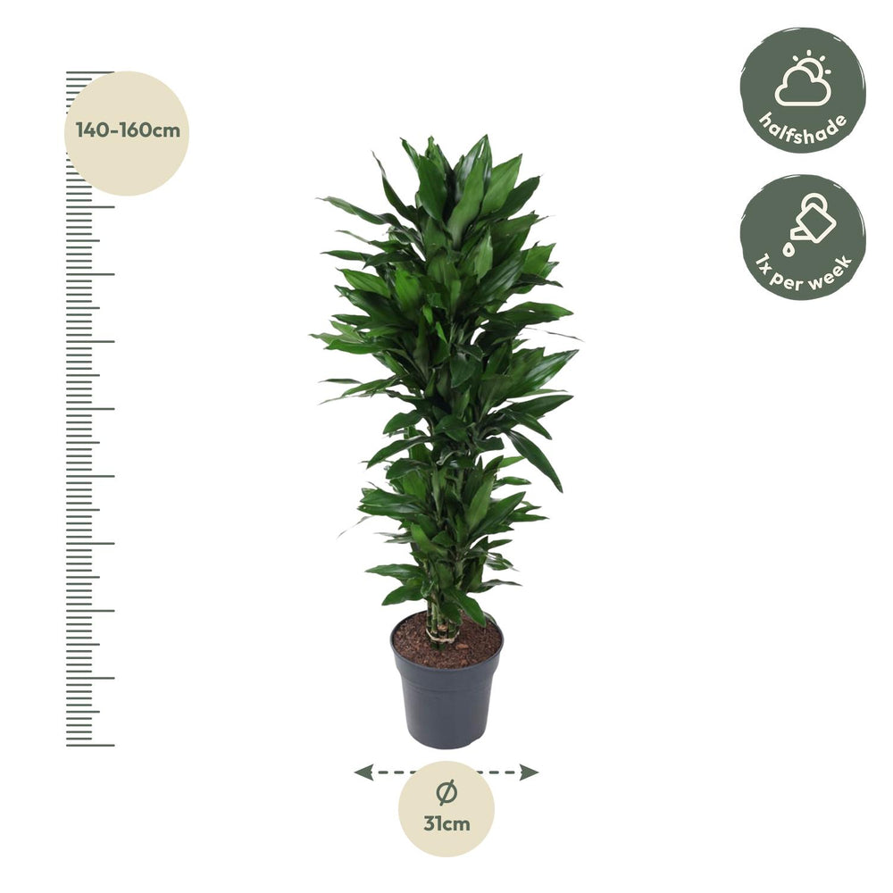 Dracaena Janet Lind vertakt