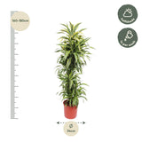 Dracaena Lemon Lime