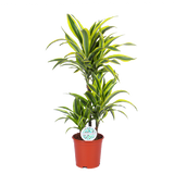 Dracaena Lemon Lime