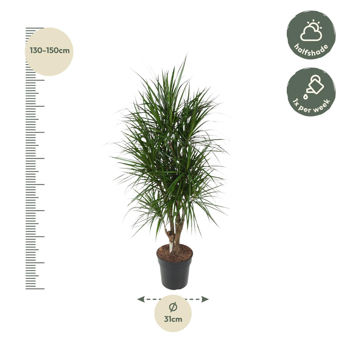 Dracaena Marginata branched