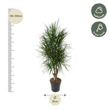 Dracaena Marginata branched
