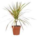 Dracaena 'Red Margined'