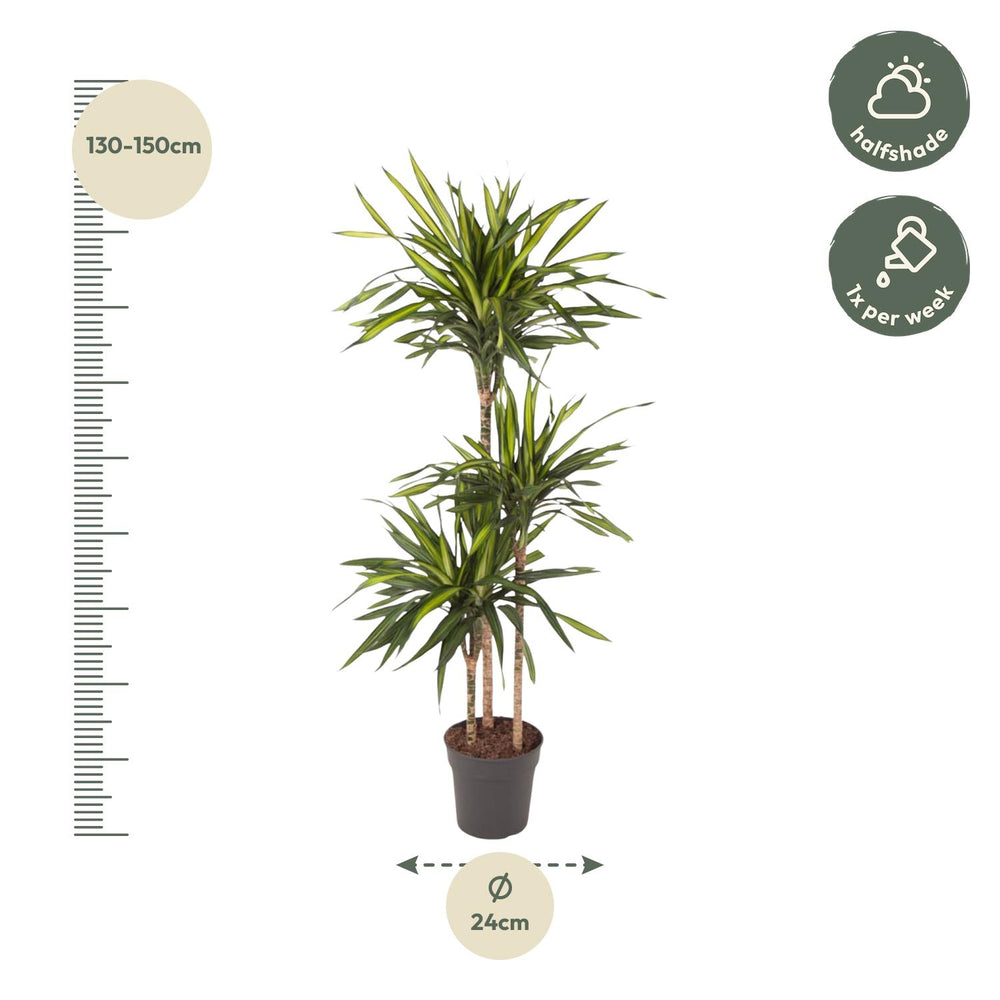 Dracaena Riki