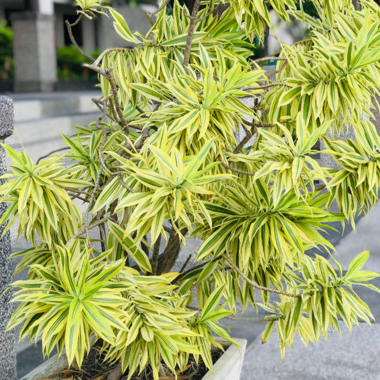 Dracaena reflexa Song of India