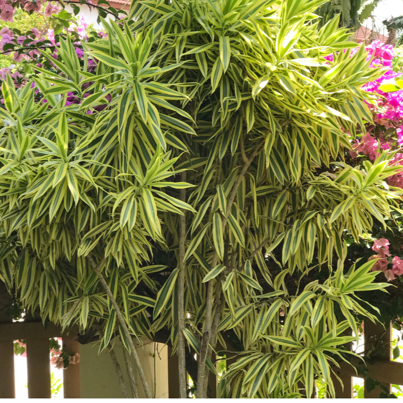 Dracaena reflexa Song of India