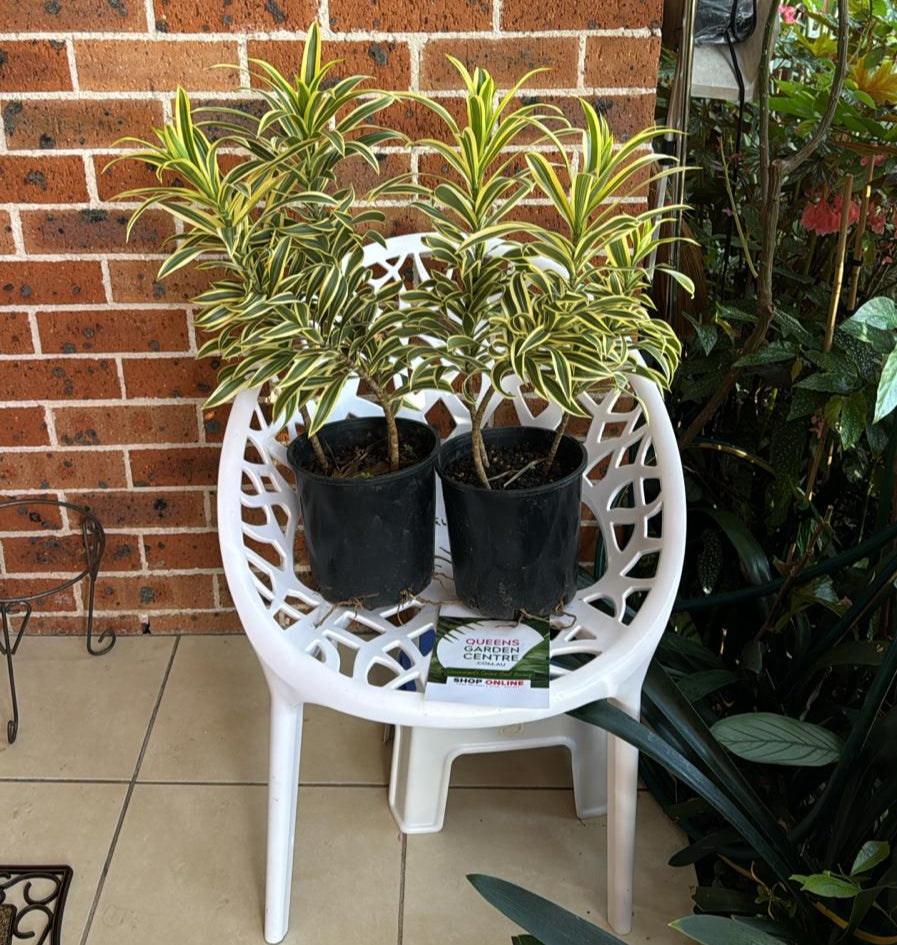 Dracaena reflexa Song of India