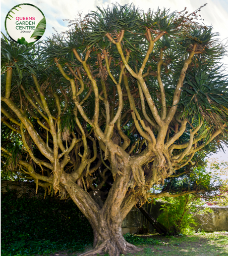 "Close-up view of Dracaena draco, also known as the Dragon Tree, featuring its distinctive, spiky leaves and a sculptural, tree-like form against a natural backdrop."