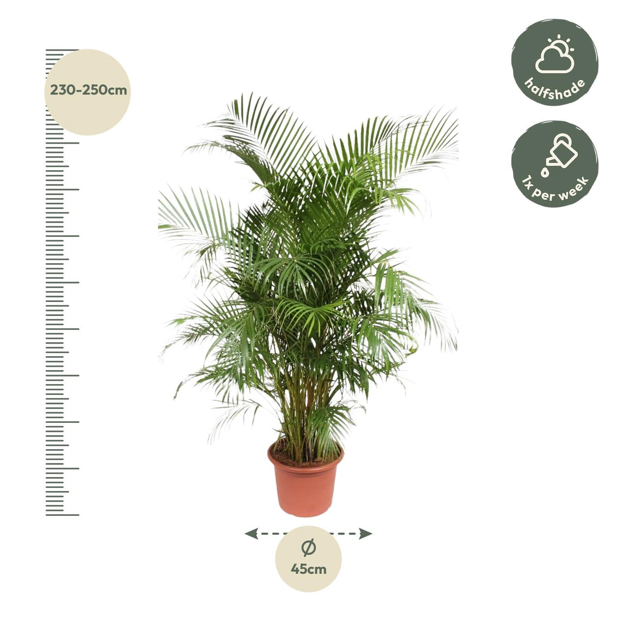 Dypsis Lutescens (Areca Palm)