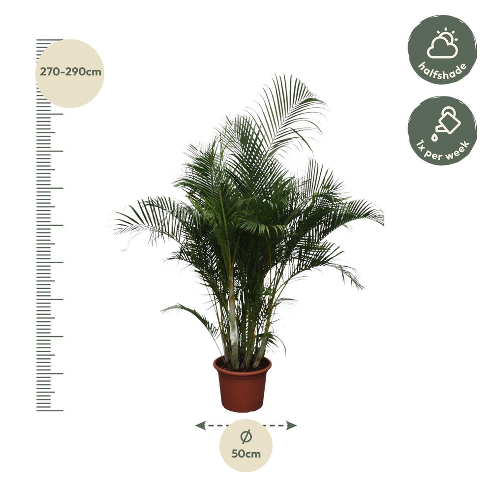 Dypsis Lutescens (Areca Palm)
