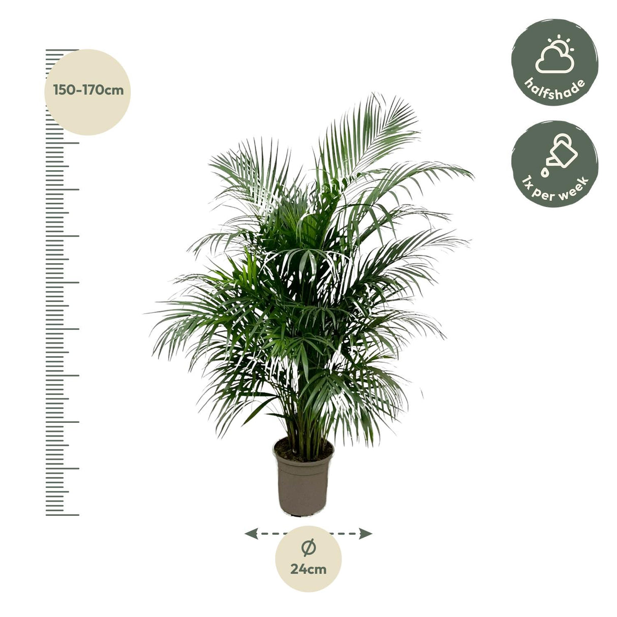 Dypsis Lutescens (Areca Palm)