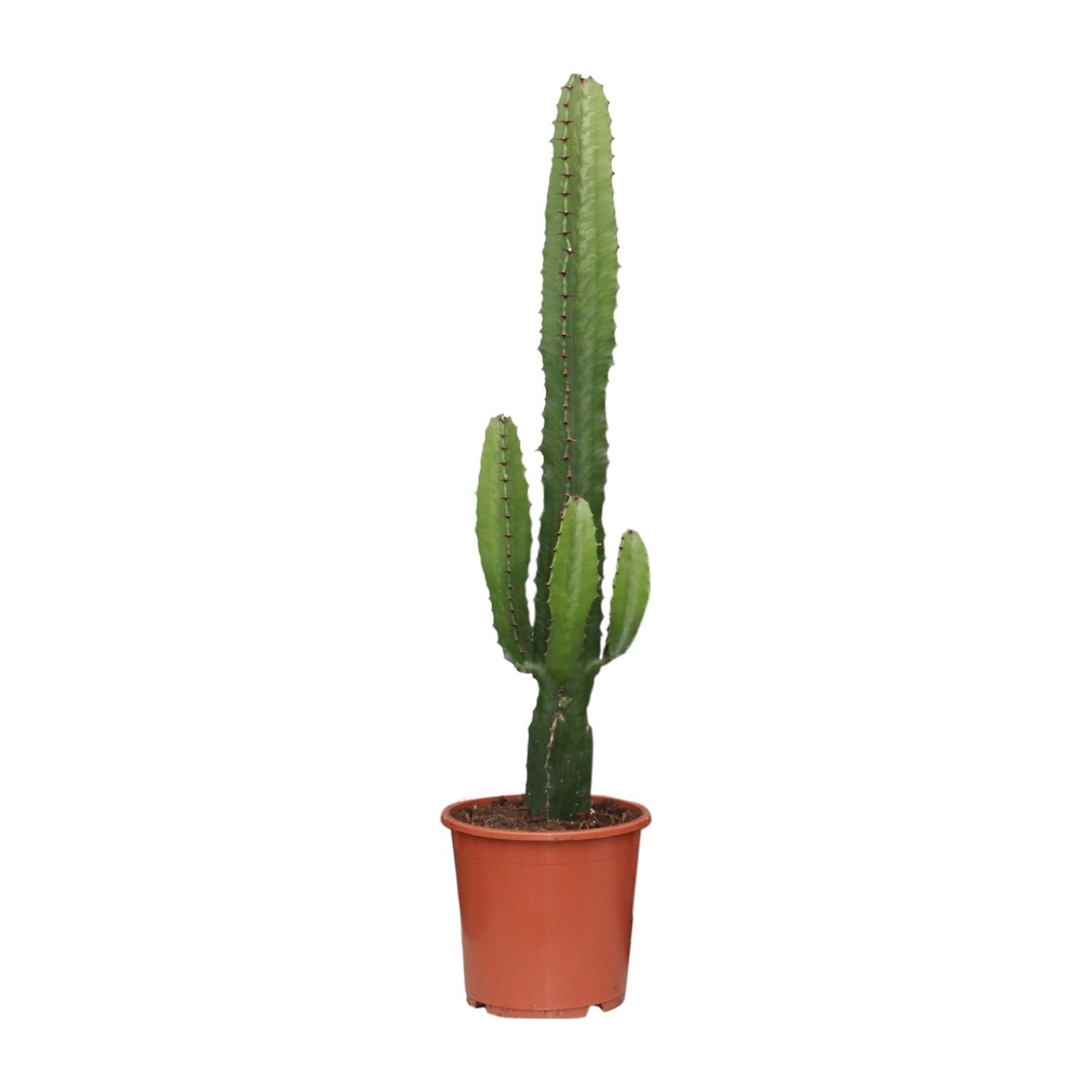 acrurensis cactus Buy Euphorbia Acrurensis Online in Europe