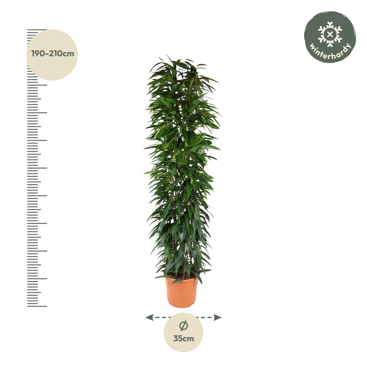 Ficus Alii King column